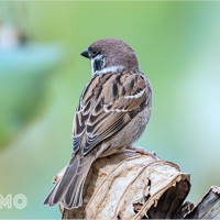 Mơ thấy Chim Sẻ Đậu: Tượng trưng về sự bảo vệ, sự bình yên và sự đoàn kết
