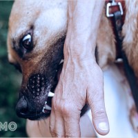 Mơ thấy Chó Cắn Chảy Máu: Tượng trưng về nguy hiểm, thương tâm và cảnh báo nội tâm