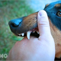 Mơ thấy Chó Cắn: Phân tích về sợ hãi, rủi ro và quyết định khôn ngoan