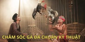 Cho các chiến kê tập vần hơi, vần đòn mỗi ngày để tăng kinh nghiệm