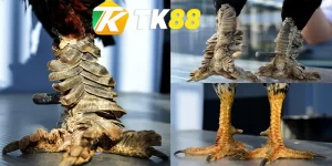 những vảy gà quý hiếm tk88