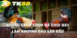 cách chọn gà chọi hay tk88