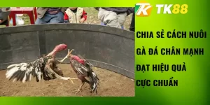cách nuôi gà đá chân mạnh tk88