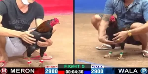 đá gà thomo cựa dao tk88