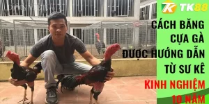 cách băng cựa gà tk88