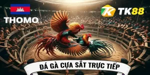 đá gà cựa sắt trực tiếp thomo ngày 22-04-2024