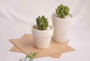 Địa chỉ bán xương rồng đẹp nhất TP. Huế, Thừa Thiên Huế