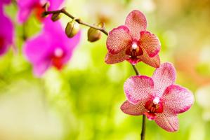 Bài văn tả hoa lan hay nhất