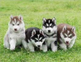 Địa chỉ bán chó Husky uy tín nhất TP. HCM
