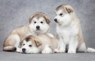 Địa chỉ bán chó Alaska uy tín nhất TP. HCM