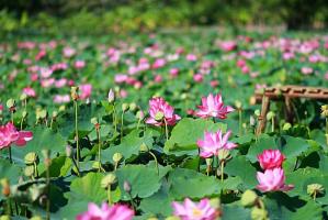 Bài văn, đoạn văn cảm nhận Trăng sáng trên đầm sen của Chu Tự Thanh (Ngữ văn 11) hay nhất