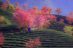 Bài thơ hay viết về du xuân