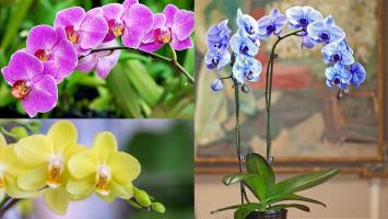 Bài thơ viết về hoa lan hay nhất