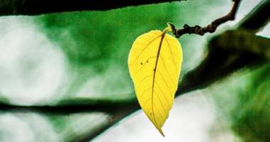 Bài văn phân tích bài thơ Chiếc lá đầu tiên (Ngữ văn 10) hay nhất