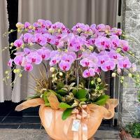 Loài hoa lan đẹp và dễ trồng nhất hiện nay