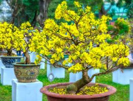 Loại hoa phong thủy cho ngày Tết mang tài lộc cho gia chủ trong năm mới