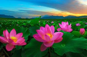 Bài văn tả hoa sen hay nhất