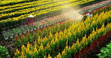 Làng hoa kiểng đẹp nhất Miền Tây