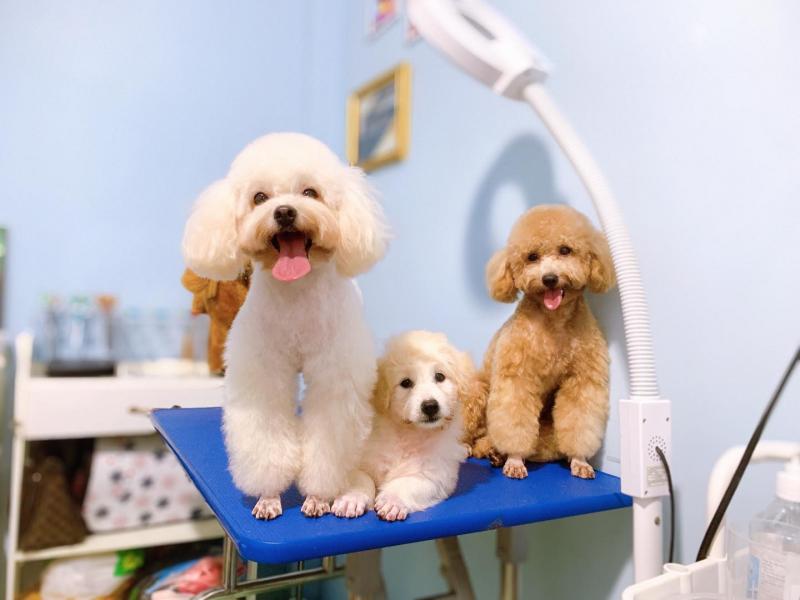 Alpha Pet Shop & Spa