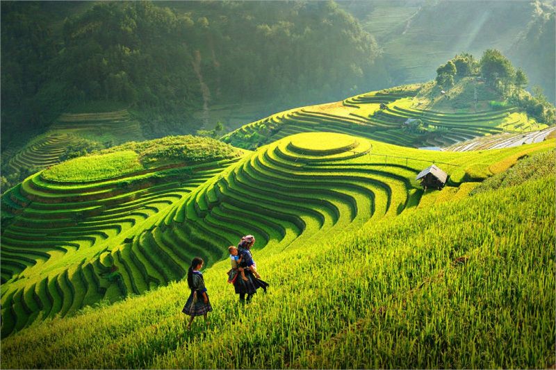 Ngày mùa trên đồng quê
