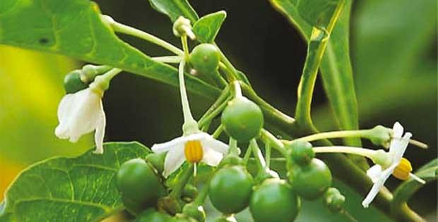 Bài thuốc Nam trị suy thận với cà gai leo
