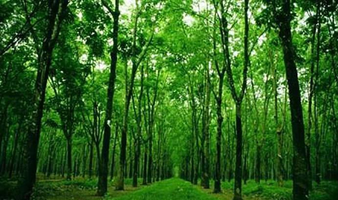 Bài văn phân tích hình tượng rừng xà nu số 10