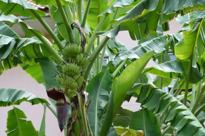 Cây chuối nhà em