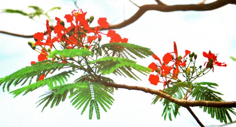 Nhớ hoài kỷ niệm
