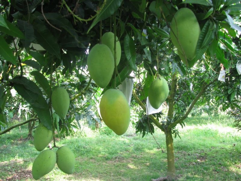 Cây xoài nhà em