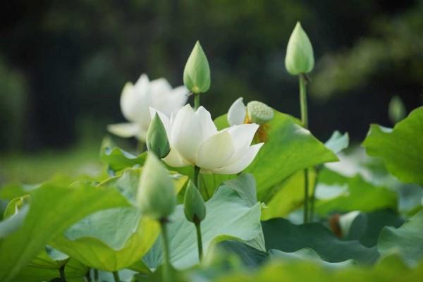 Bài văn tả cảnh đầm sen đang mùa hoa nở số 6