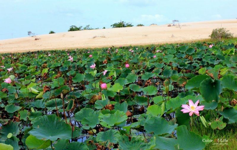 Bàu sen Mũi Né - Phan Thiết