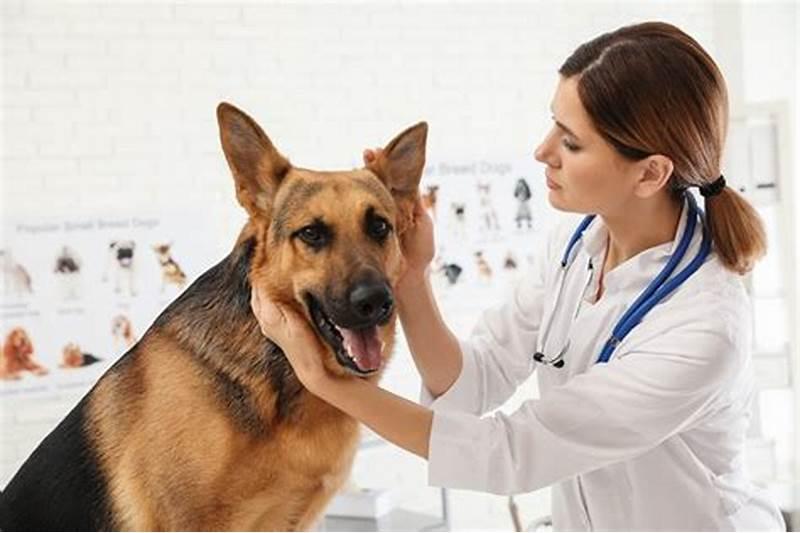 Bệnh Viện Thú Y Funpet Quảng Bình