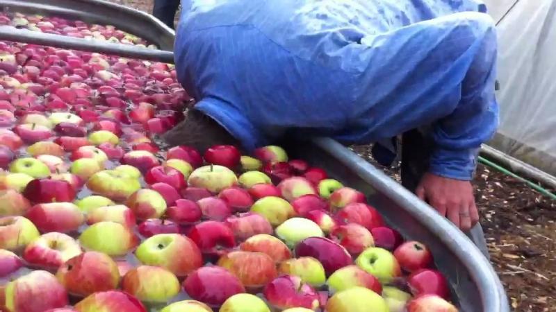Bobbing Apple – tiên đoán vị hôn phu trong tương lai