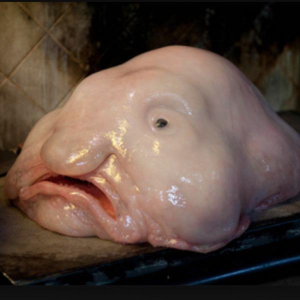 Cá Blob