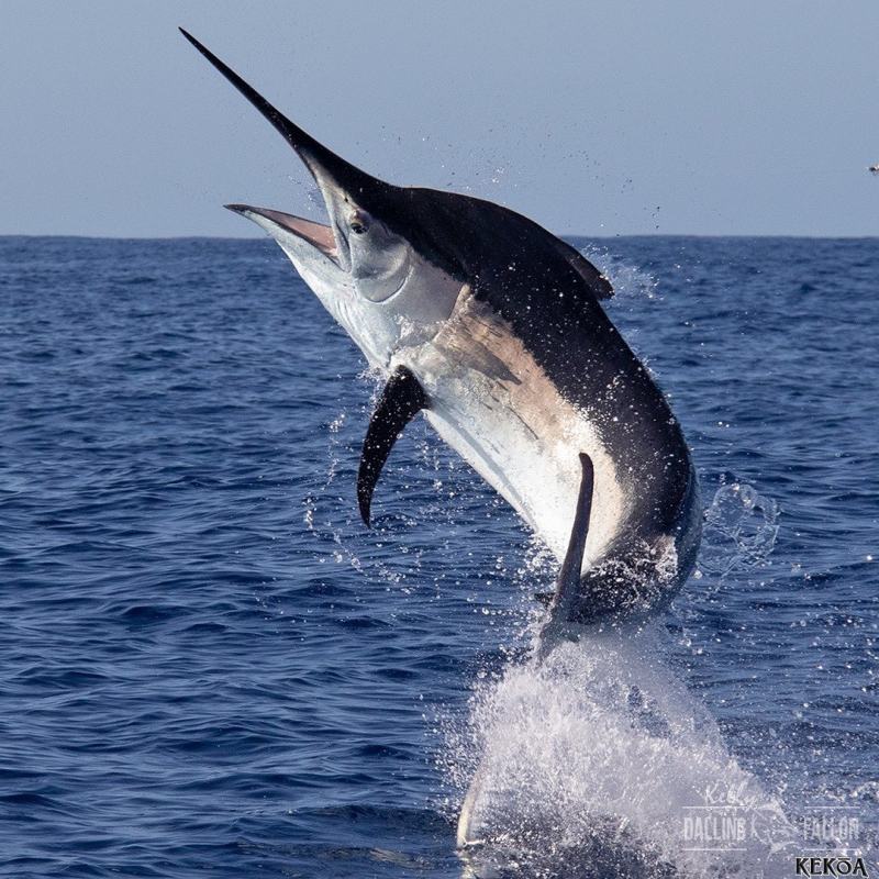 Cá cờ đen - Black Marlin