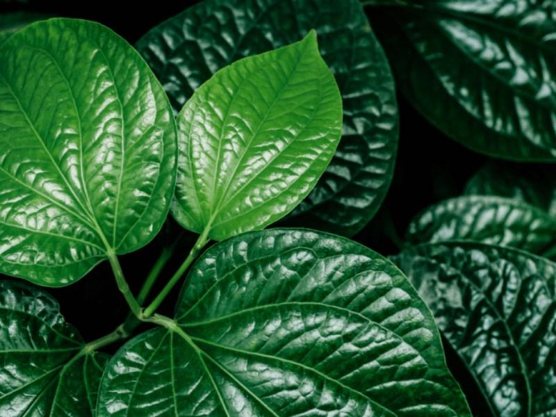 Bài thuốc ngâm chân bằng gừng và lá lốt