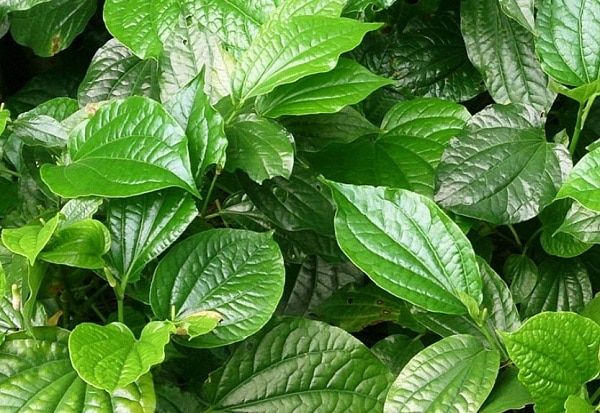 Chữa zona bằng lá trầu không