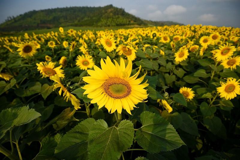 Cánh đồng hoa hướng dương