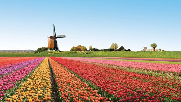 Cánh đồng hoa Tulip