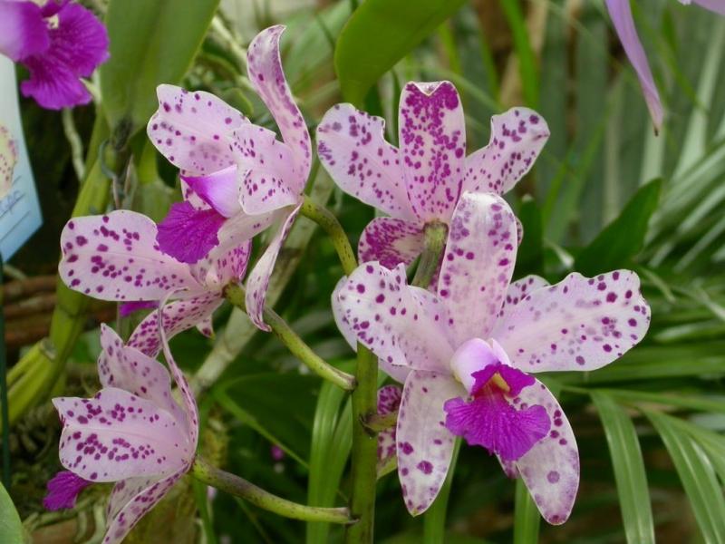 Cát Lan vừa đẹp vừa có mùi hương ngọt ngào.