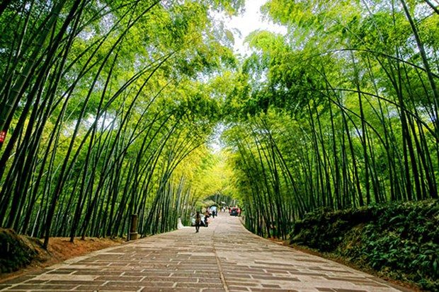 Cây tre Việt Nam