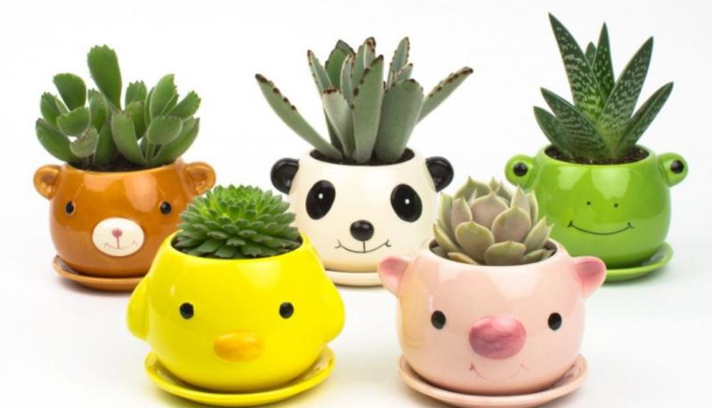Chậu cây cảnh mini