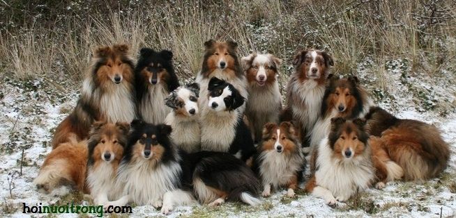 Collie - một trong những loài chó cảnh thông minh nhất thế giới