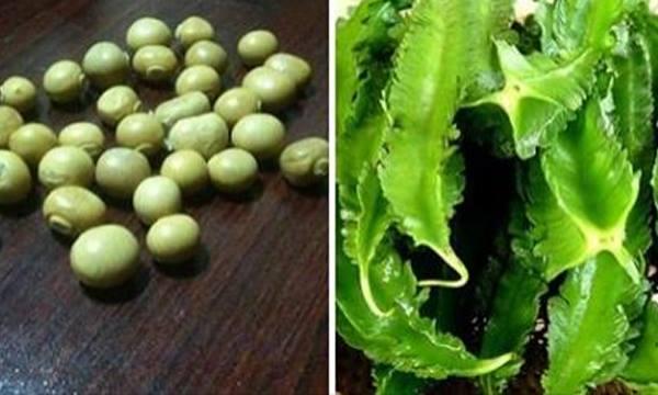 Bài thuốc chữa viêm hang vị dạ dày bằng đậu rồng