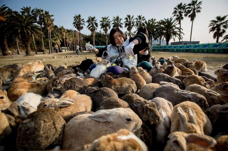 Đảo thỏ Okunoshima