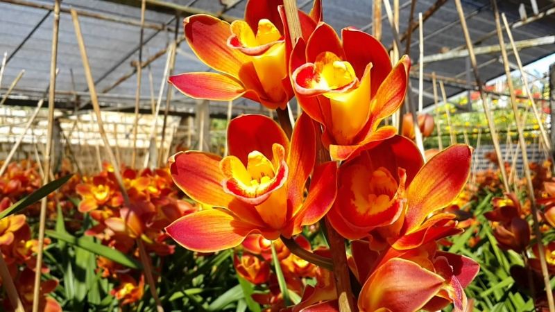 Vẻ đẹp kiêu sa và đầy quyền lực của chi Địa Lan.