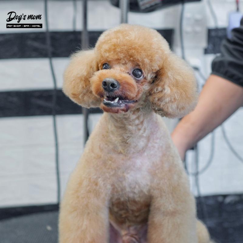Dogs Mom Pet Spa