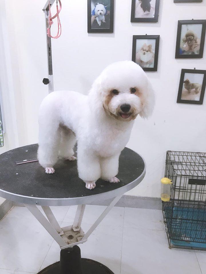HIEU SPA - Mini Pet Mart & Pet Hotel