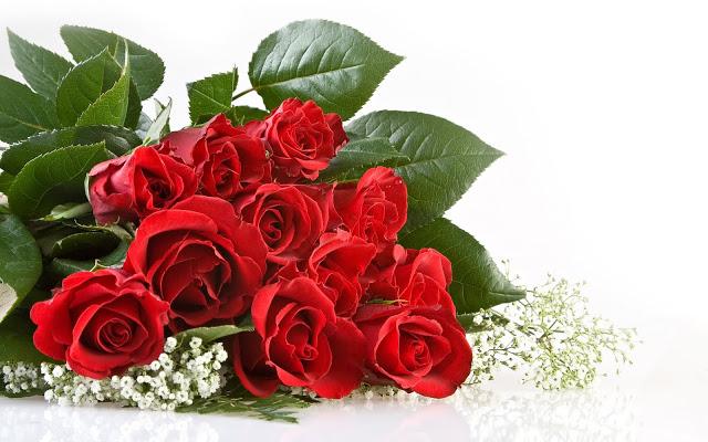 Chính vì thế đóa hồng đỏ với những chiếc gai sắc nhọn sẽ khiến các cặp đôi thường xuyên cãi vã, chịu nhiều đau khổ trong tình yêu.