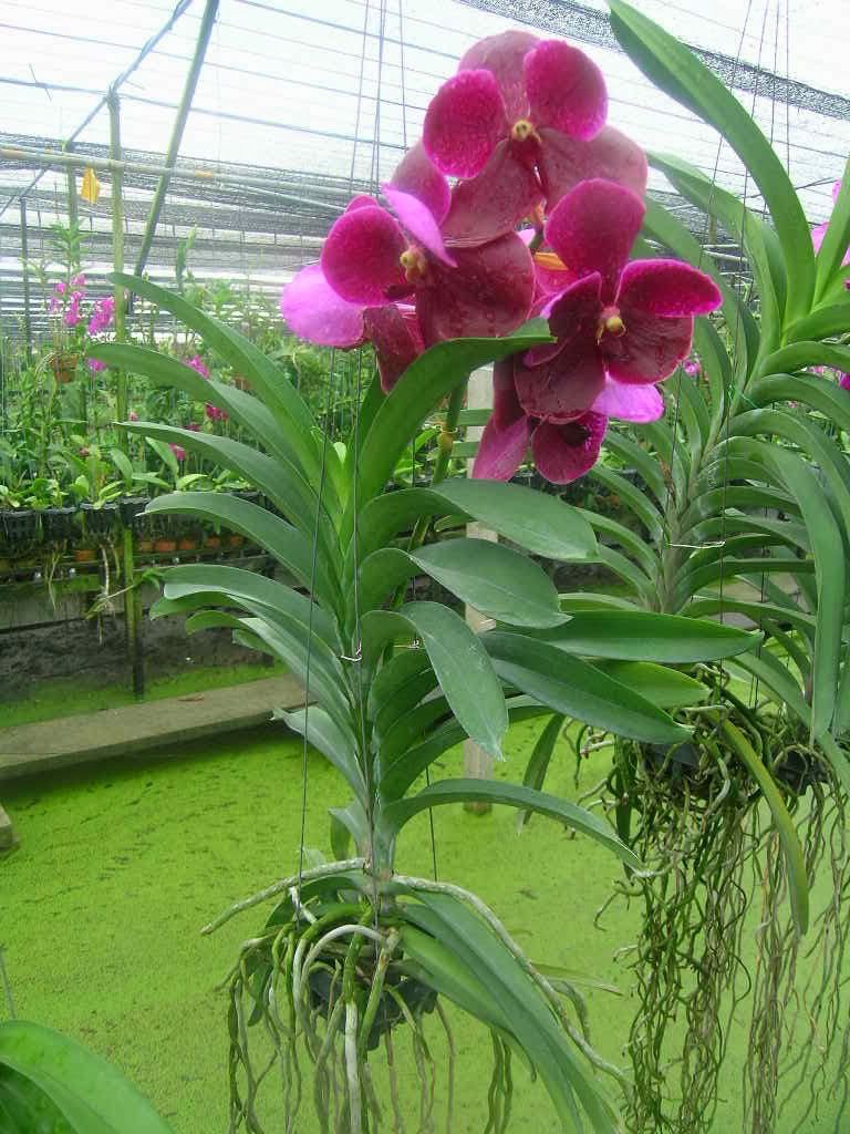 Hoa Lan Vanda